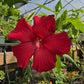 Hibiscus moscheutos --Lord Baltimore Rosemallow--
