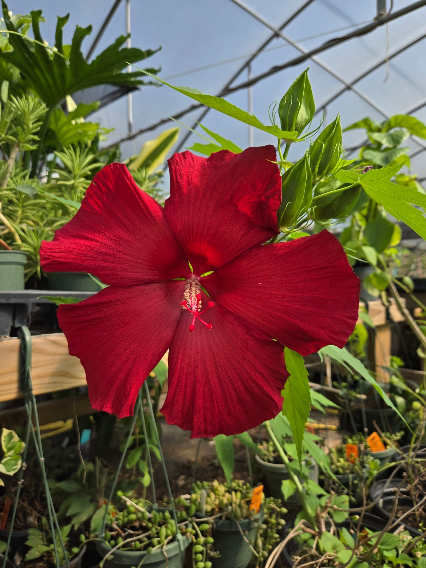 Hibiscus moscheutos --Lord Baltimore Rosemallow--