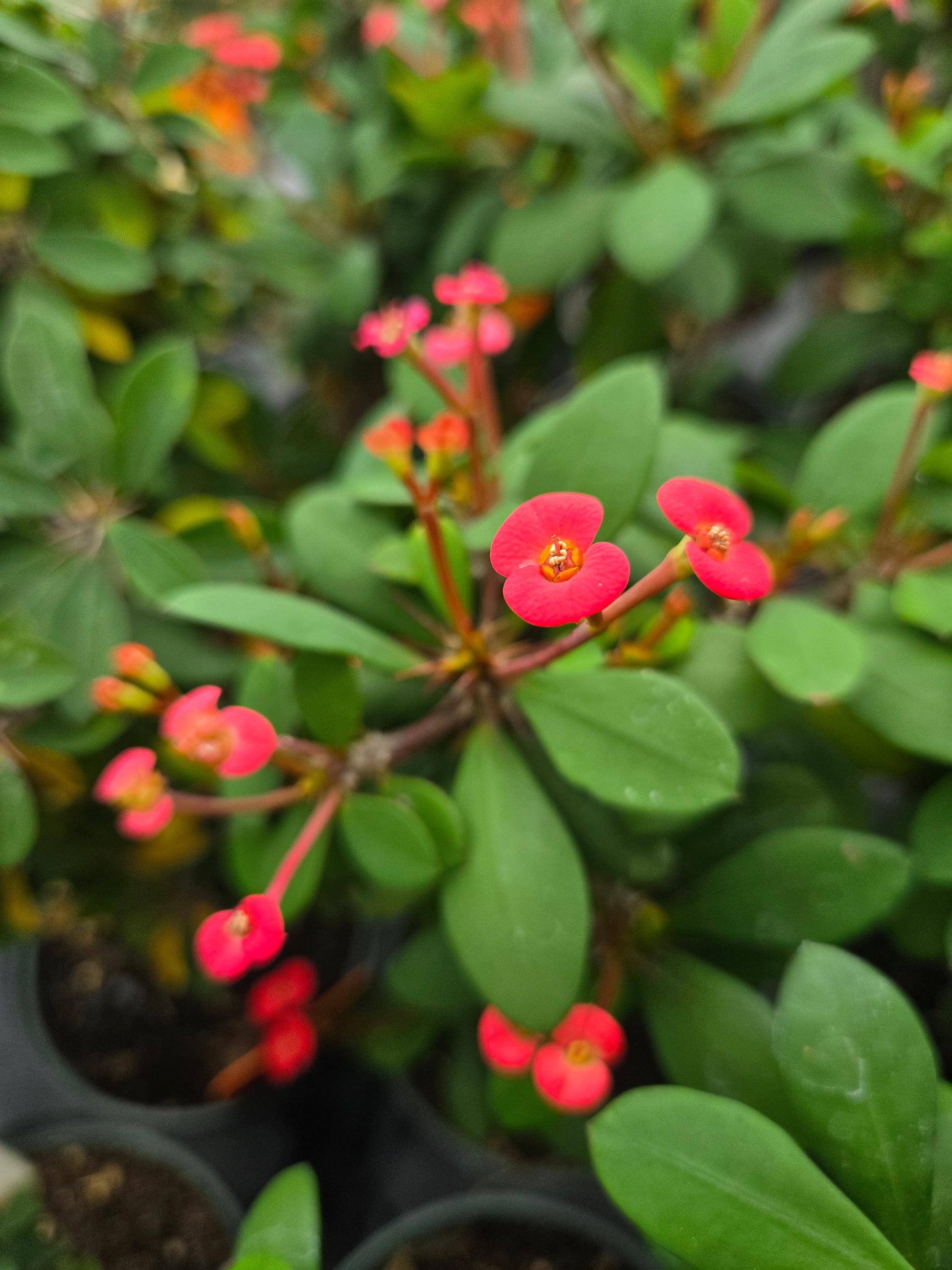 crown of thorns succulent plant Euphorbia milii --Dwarf Crown of Thorns--