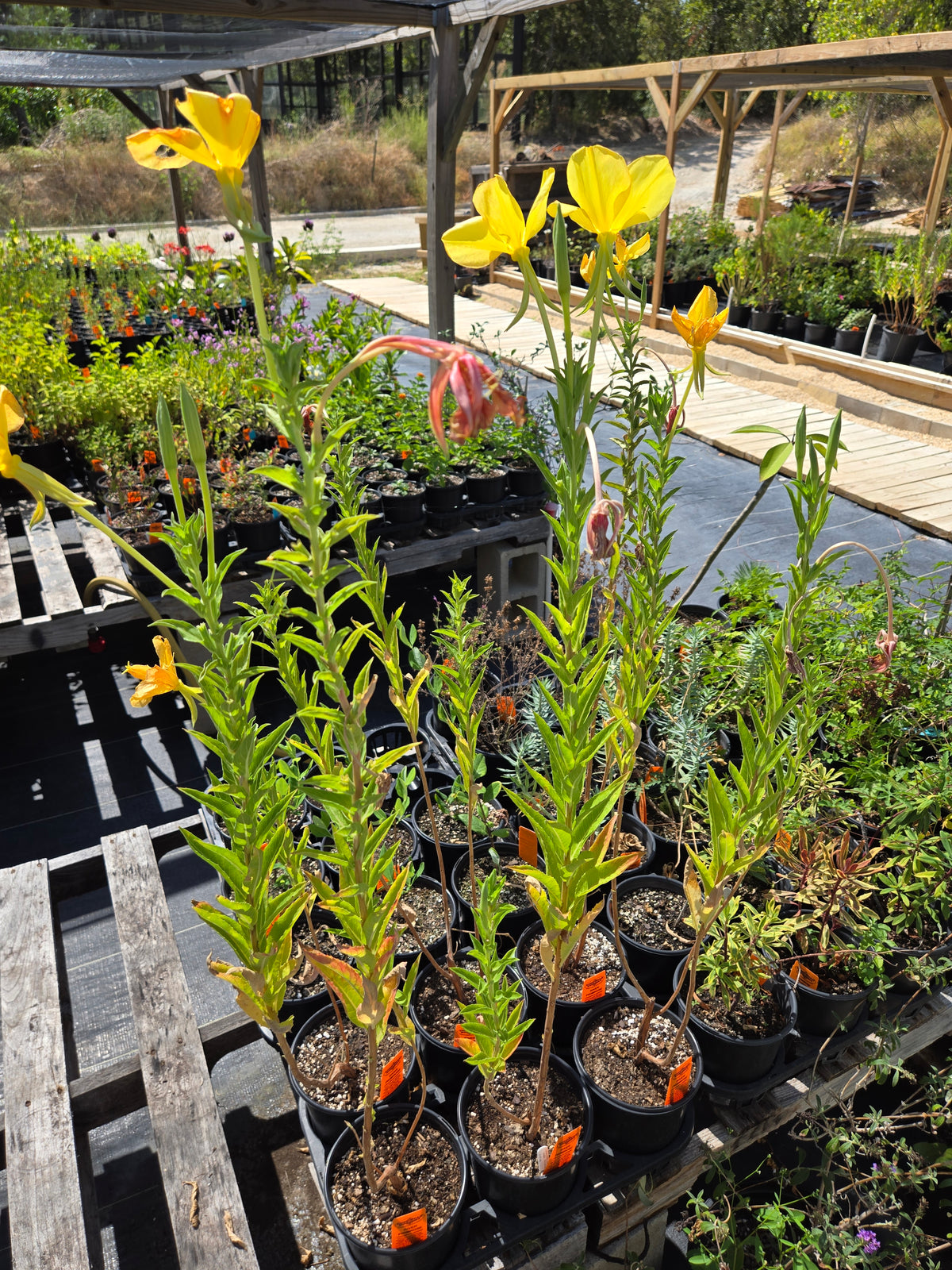 Oenothera jamesii --River Primrose--