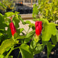 Malvaviscus arboreus --Red Mexican Turk's Cap--