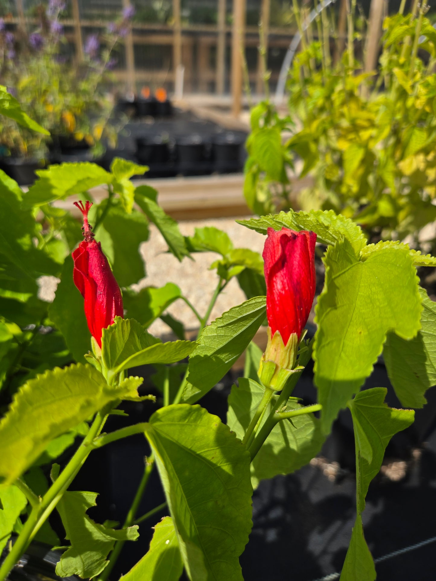 Malvaviscus arboreus --Red Mexican Turk's Cap--