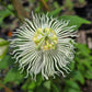 PASSIONFLOWER 'White' --Passiflora incarnata 'Alba'--