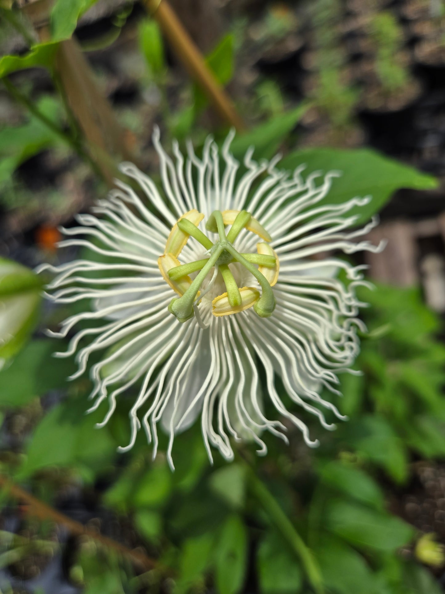 PASSIONFLOWER 'White' --Passiflora incarnata 'Alba'--
