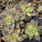 Graptopetalum paraguayense f. Variegata --Variegated Ghost Plant--