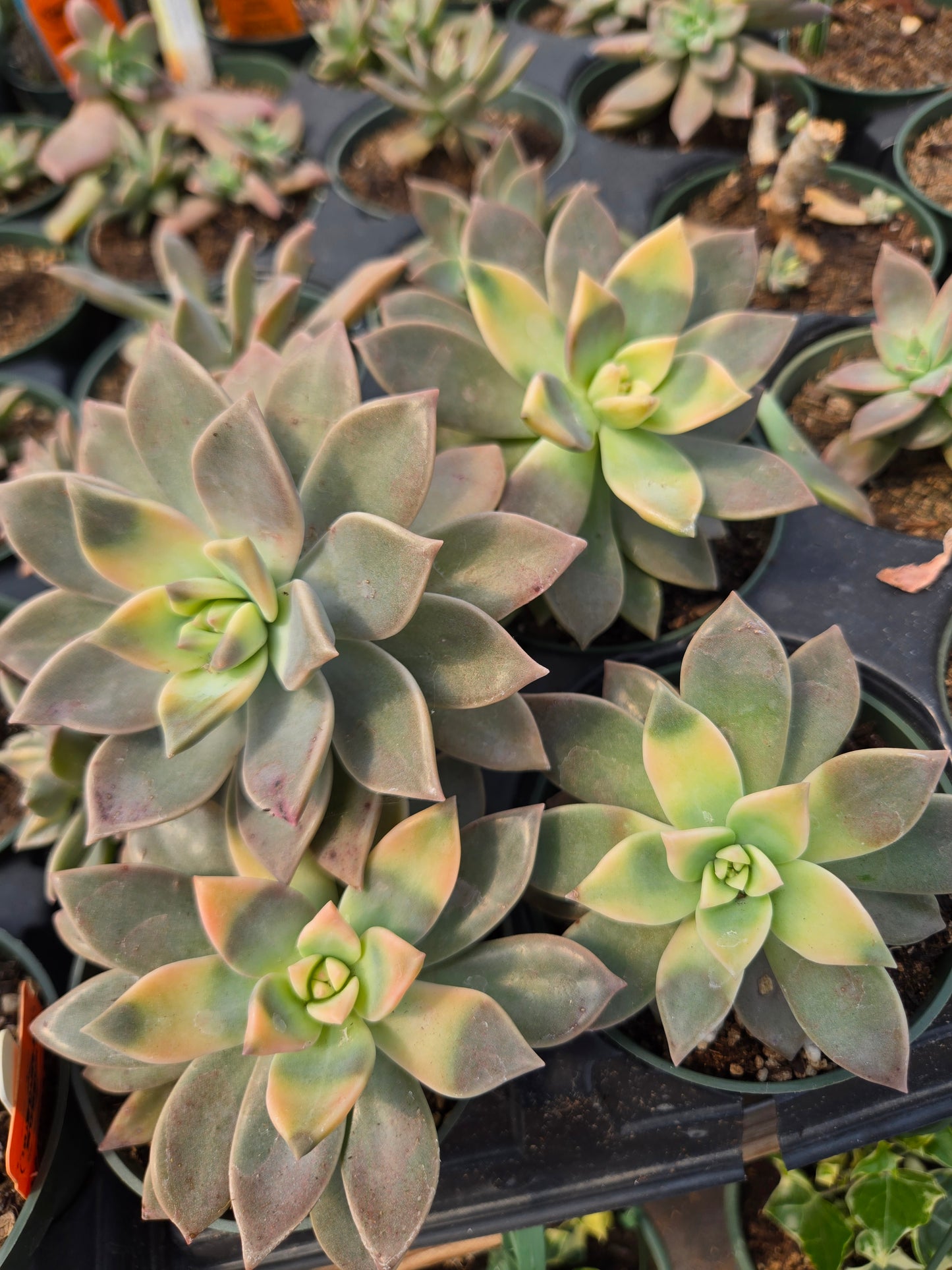 Graptopetalum paraguayense f. Variegata --Variegated Ghost Plant--