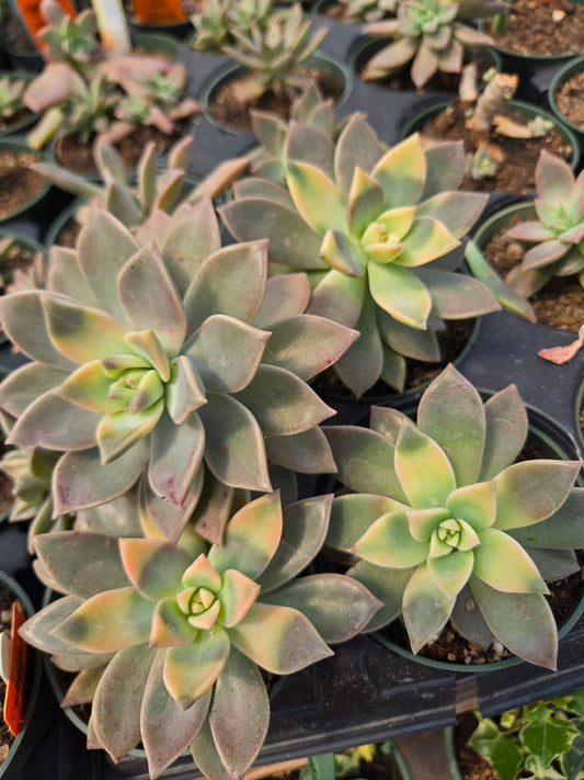 Graptopetalum paraguayense f. Variegata --Variegated Ghost Plant--
