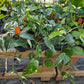 Epipremnum pinnatum --Albo Pothos--