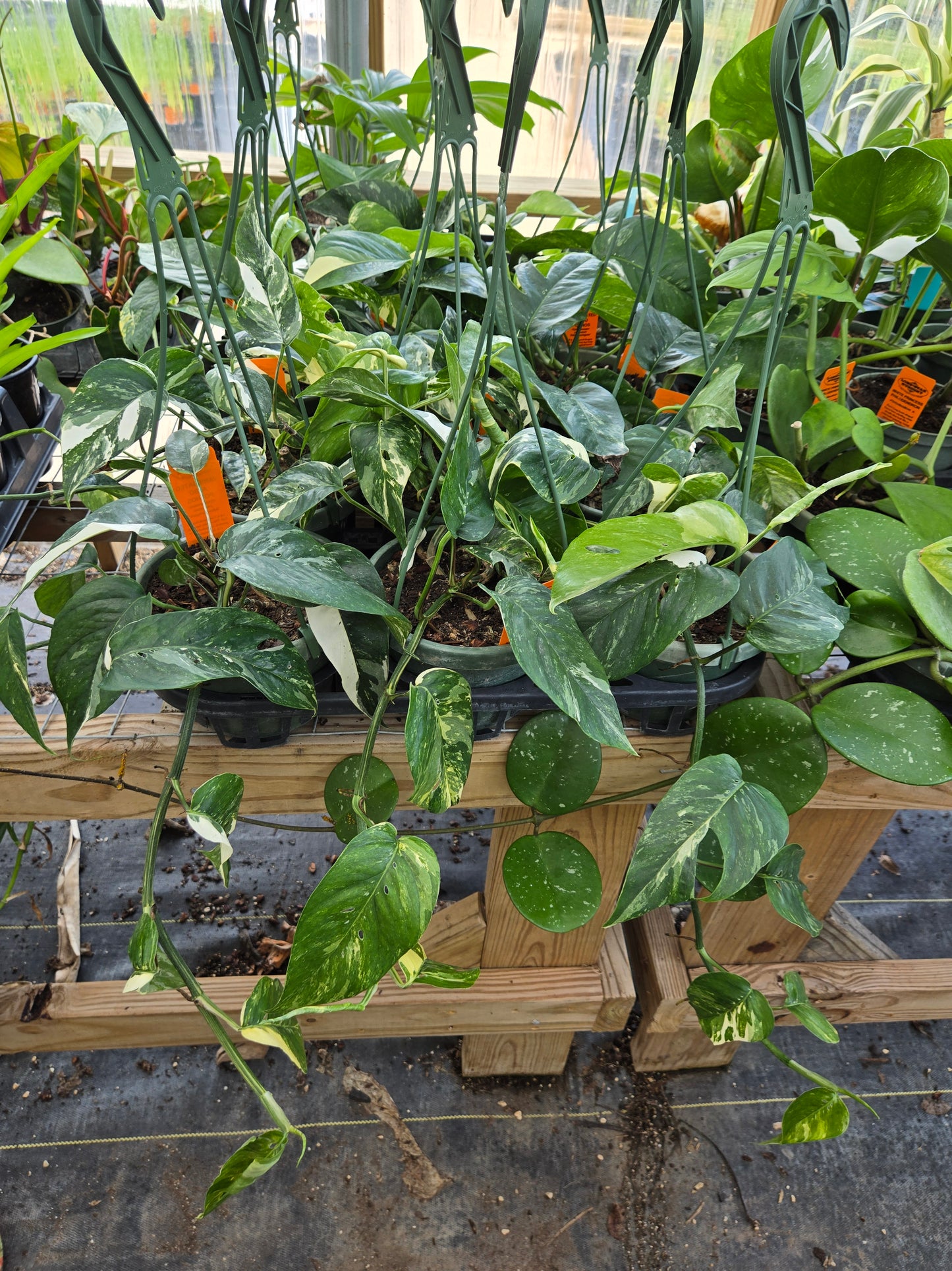 Epipremnum pinnatum --Albo Pothos--
