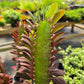 Euphorbia trigona 'Rubra' --Royal Red African Milk Tree--