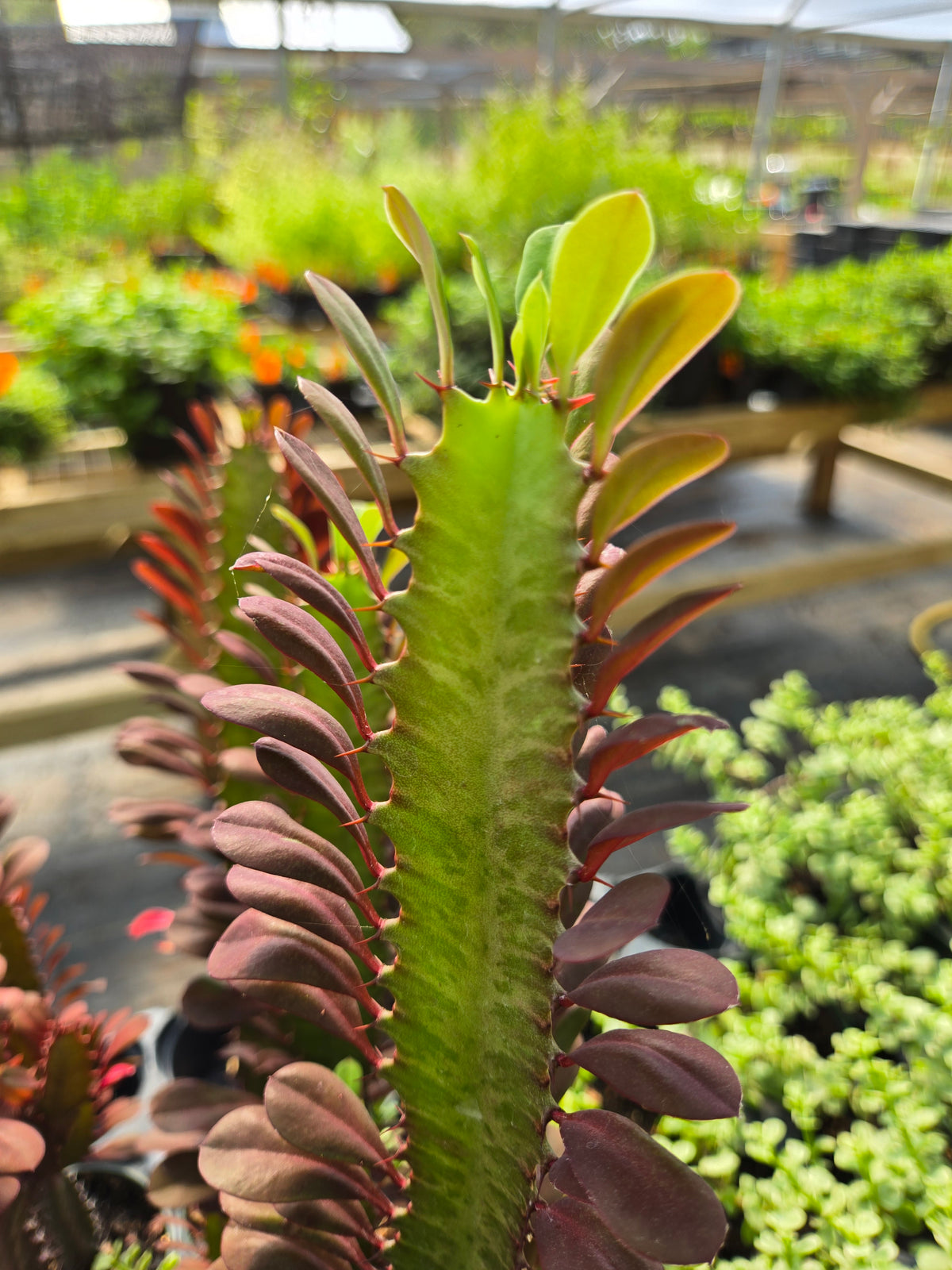 Euphorbia trigona 'Rubra' --Royal Red African Milk Tree--