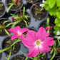 Zephyranthes labufarosea --Heart Throb Rain Lily--