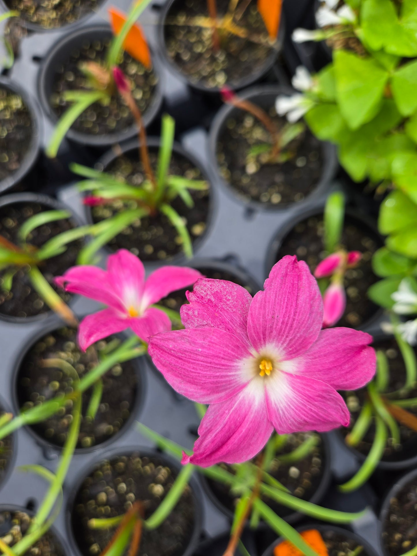 Zephyranthes labufarosea --Heart Throb Rain Lily--