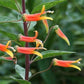 Lobelia laxiflora --Candy Corn Cardinal Flower--