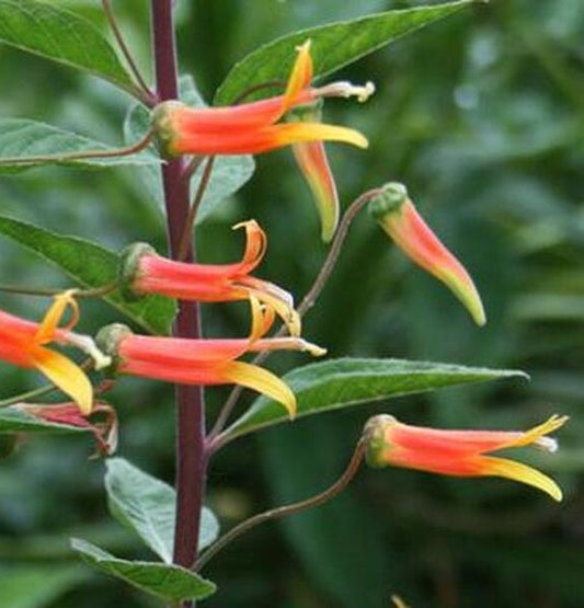 Lobelia laxiflora --Candy Corn Cardinal Flower--