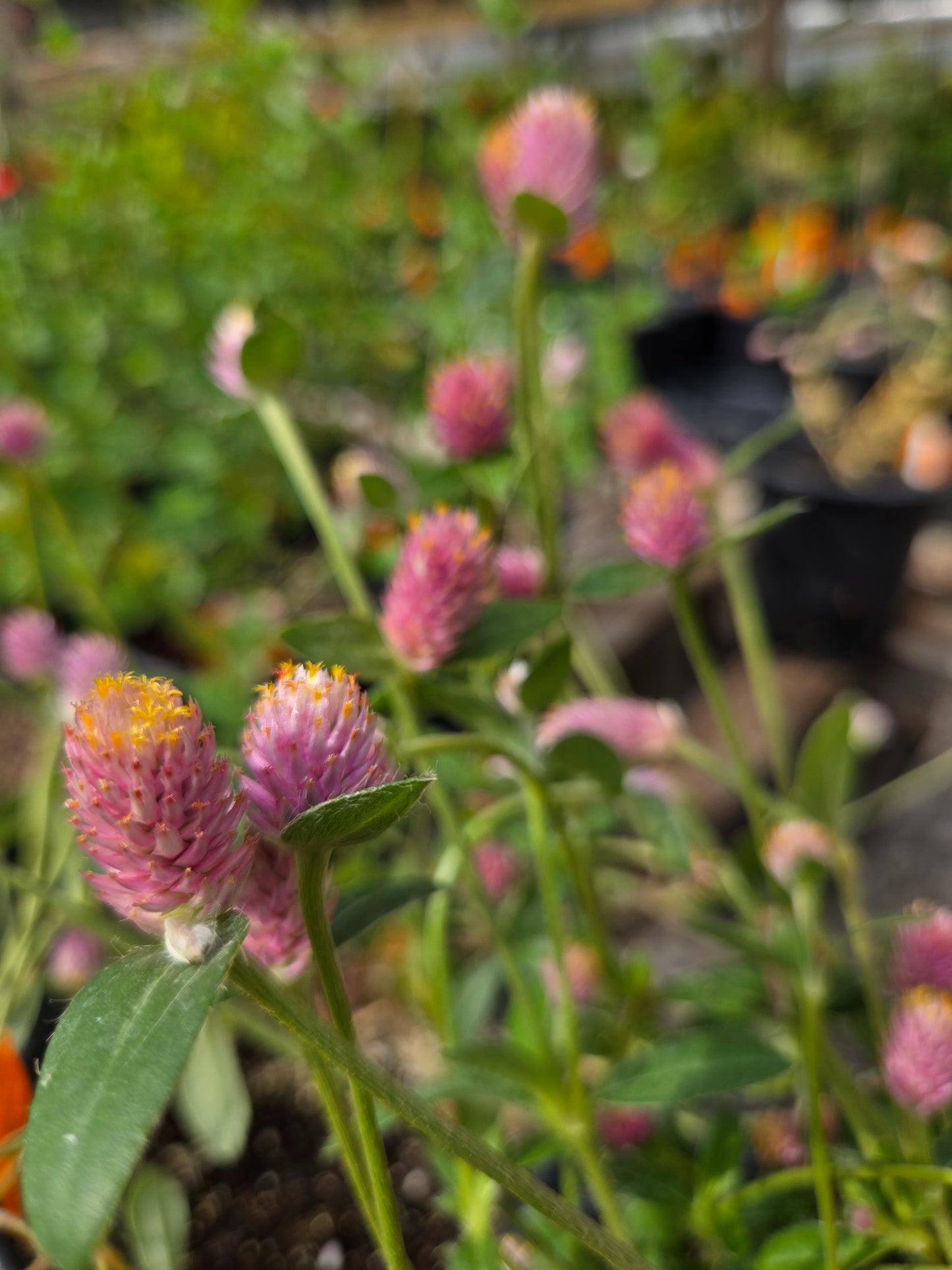 Gomphrena nealleyi --Nealley's Globe Amaranth--