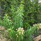Cephalanthus occidentalis --Buttonbush--