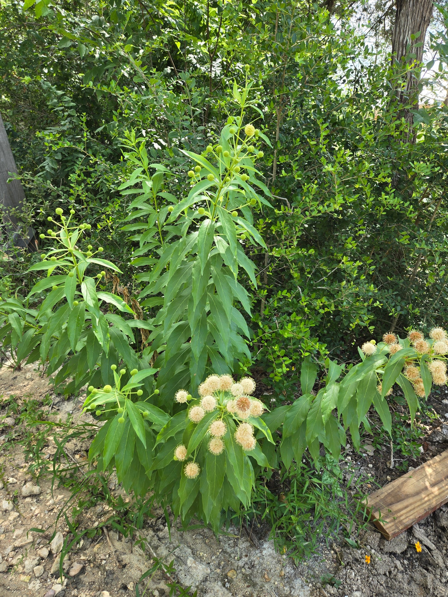 Cephalanthus occidentalis --Buttonbush--