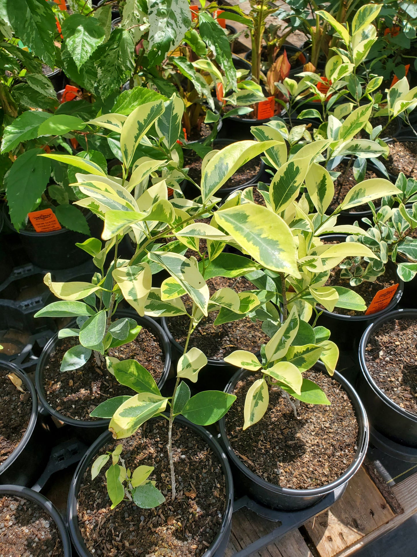 Ficus retusa-nitida 'Variegata' --Variegated Laurel Fig--