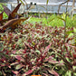 Gaura lindheimeri 'Rainbow'