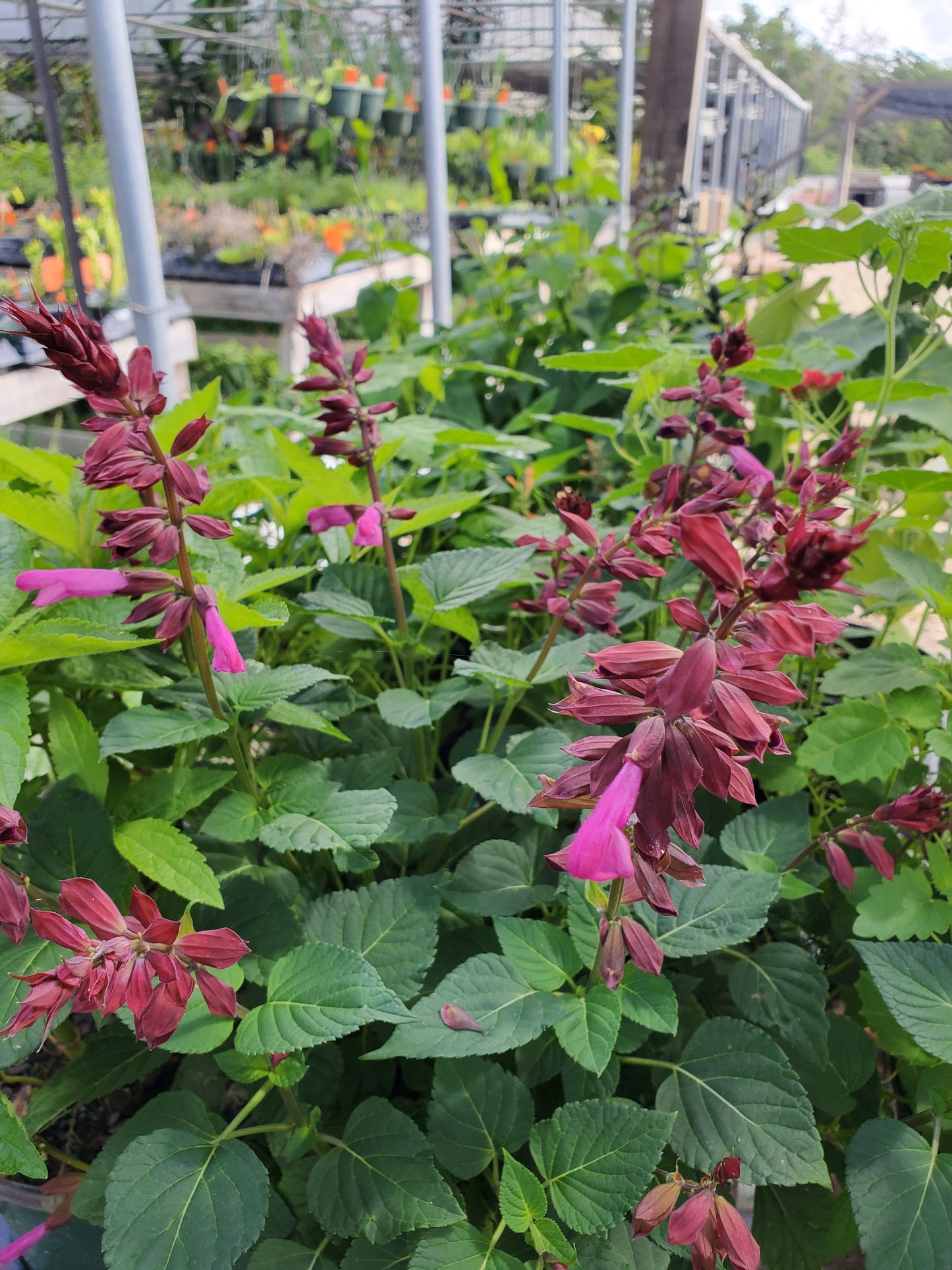 Salvia hybrida --Strawberry Sage--