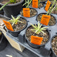 Agave parviflora 'Pinpoint'