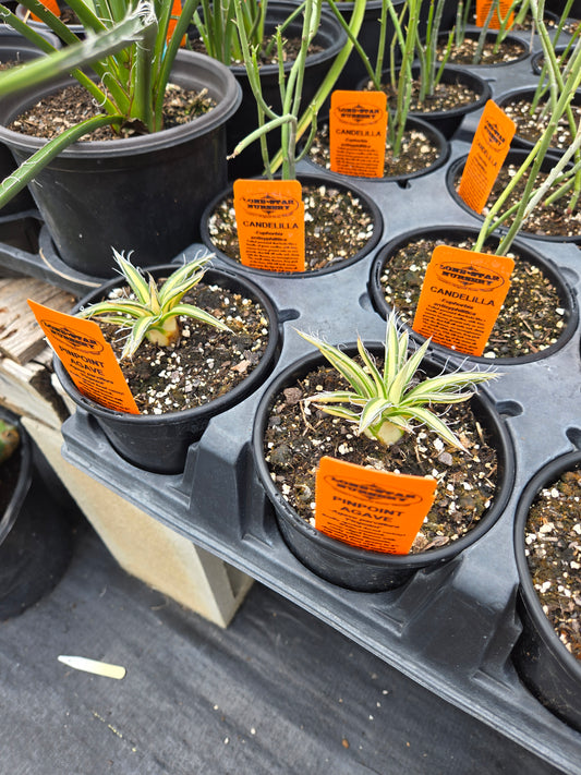 Agave parviflora 'Pinpoint'