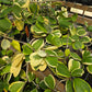 Hoya kerrii 'Variegata' --Variegated Heart-Leaf Hoya--