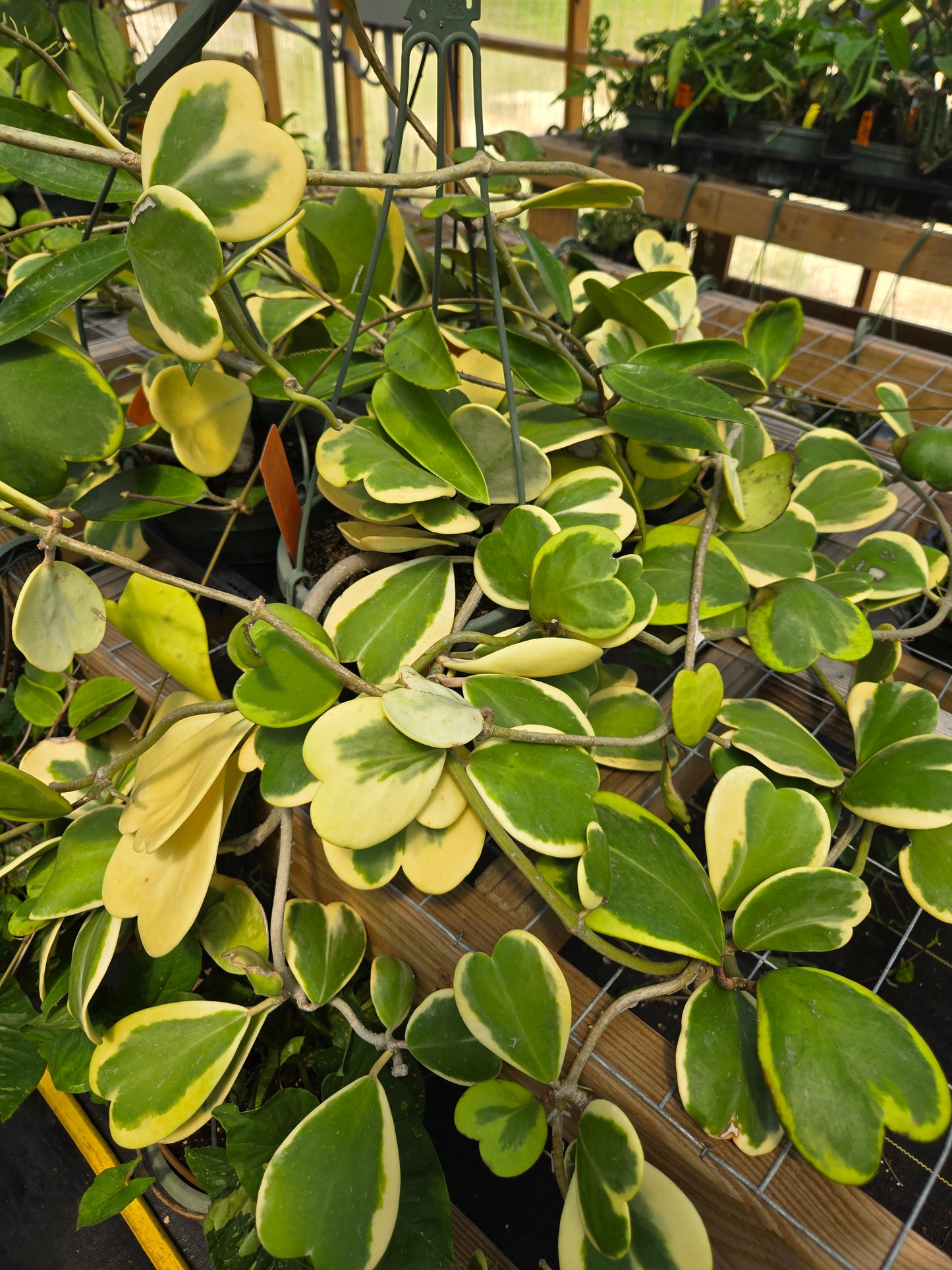 Hoya kerrii 'Variegata' --Variegated Heart-Leaf Hoya--