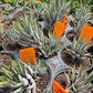 Haworthiopsis attenuata --Big Band Zebra Plant--