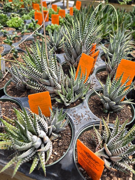 Haworthiopsis attenuata --Big Band Zebra Plant--