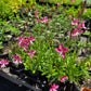 Oenothera lindheimeri --Lindheimer's Pink Beeblossom--