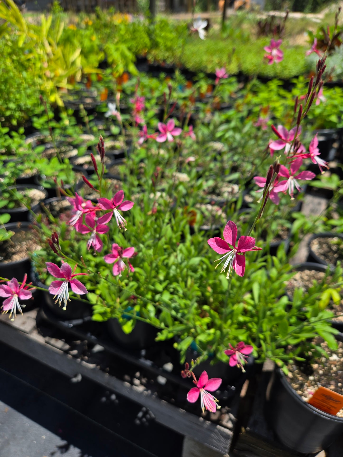 Oenothera lindheimeri --Lindheimer's Pink Beeblossom--