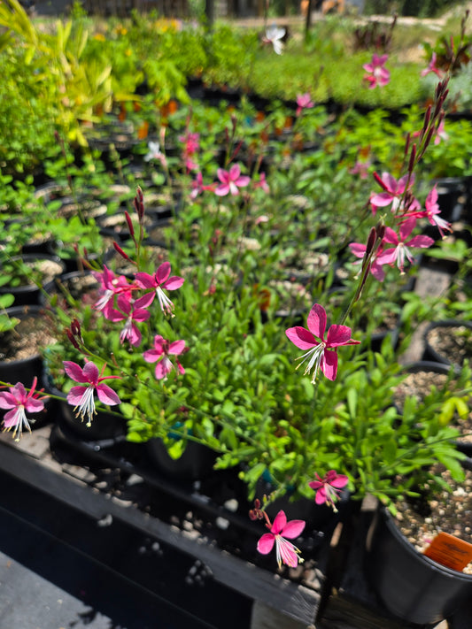 Oenothera lindheimeri --Lindheimer's Pink Beeblossom--