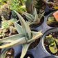 Gasteria brachyphylla 'Frosty'