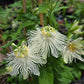 PASSIONFLOWER 'White' --Passiflora incarnata 'Alba'--