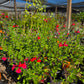 Salvia greggii --Red Velvet Autumn Sage--