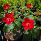 Hibiscus martianus --Heartleaf Rosemallow--