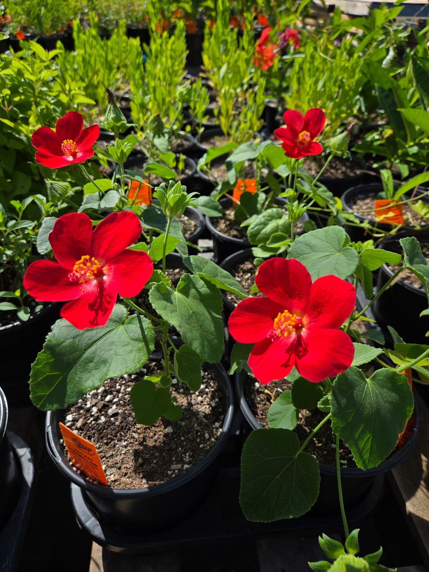 Hibiscus martianus --Heartleaf Rosemallow--