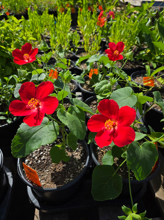 Hibiscus martianus --Heartleaf Rosemallow--