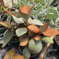 Kalanchoe orgyalis 'Copper Spoons'