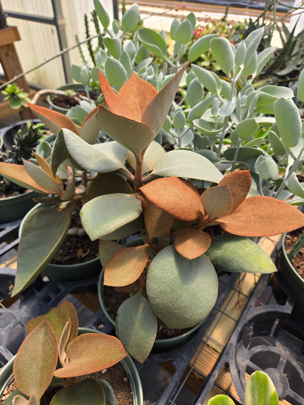 Kalanchoe orgyalis 'Copper Spoons'