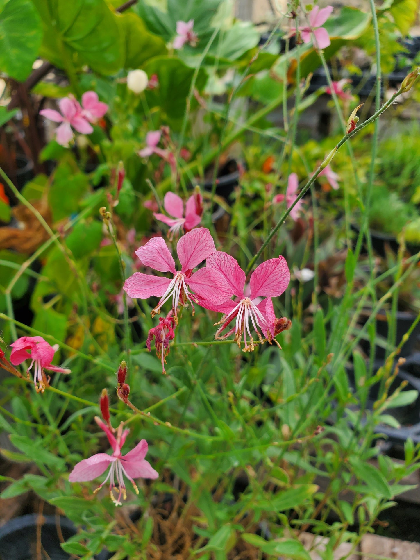 Oenothera lindheimeri --Lindheimer's Pink Beeblossom--