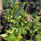 Philodendron hederaceum --Cream Splash Philodendron--