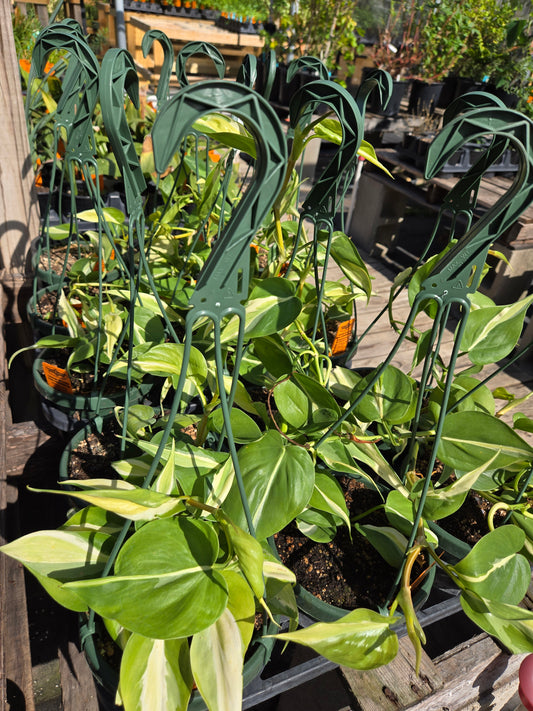 Philodendron hederaceum --Cream Splash Philodendron--