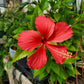 Hibiscus rosa-sinensis 'Fire and Ice'