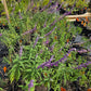 Salvia leucantha 'Midnight' --Mexican Bush Purple Sage--