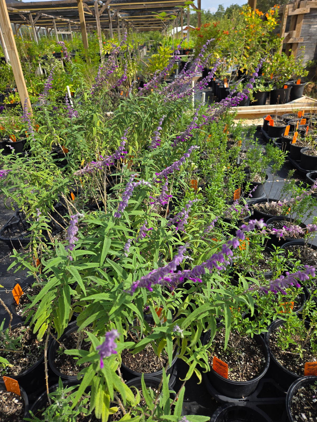 Salvia leucantha 'Midnight' --Mexican Bush Purple Sage--