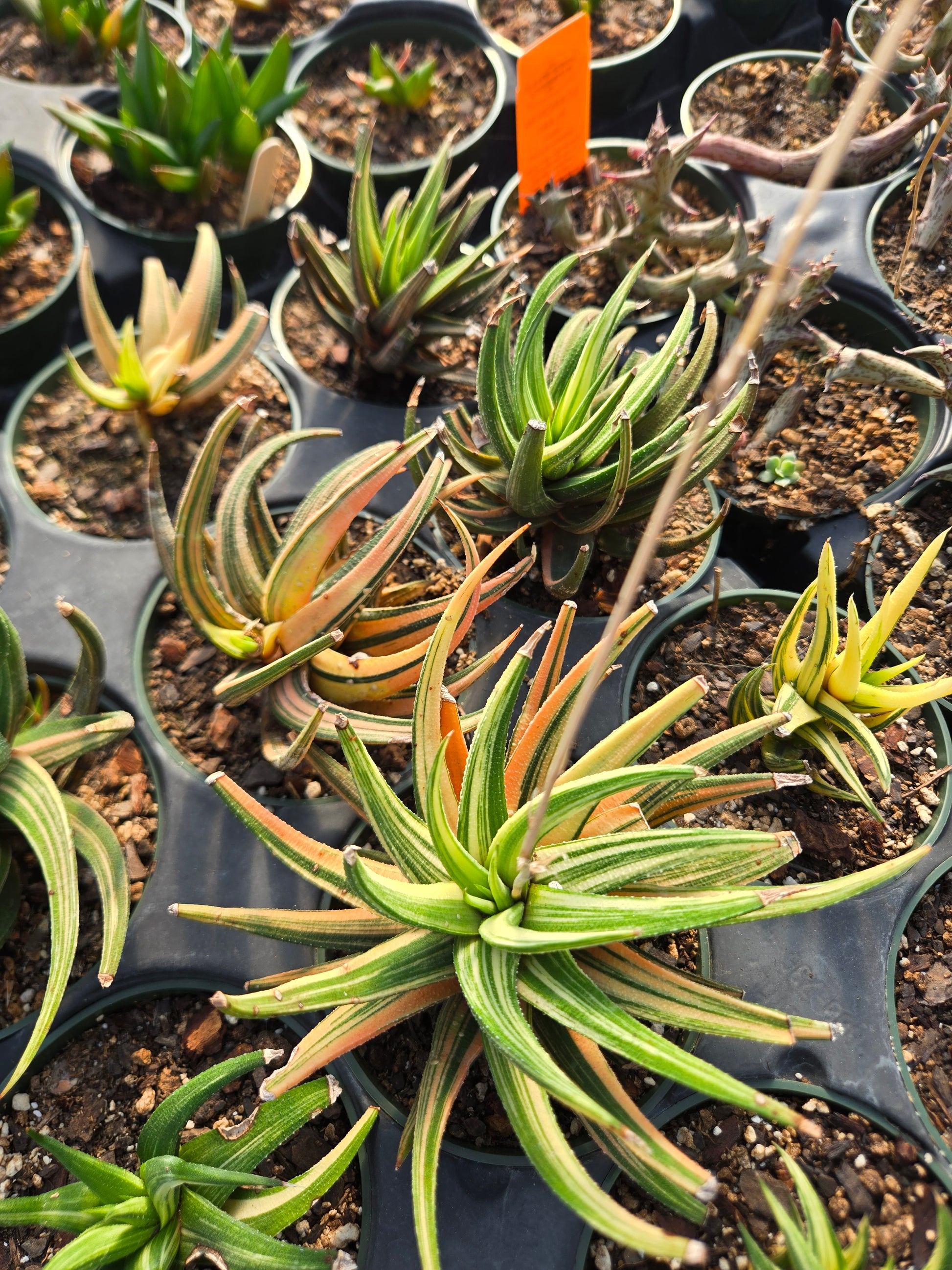 variegated succulent plants Haworthia attenuata f. variegata