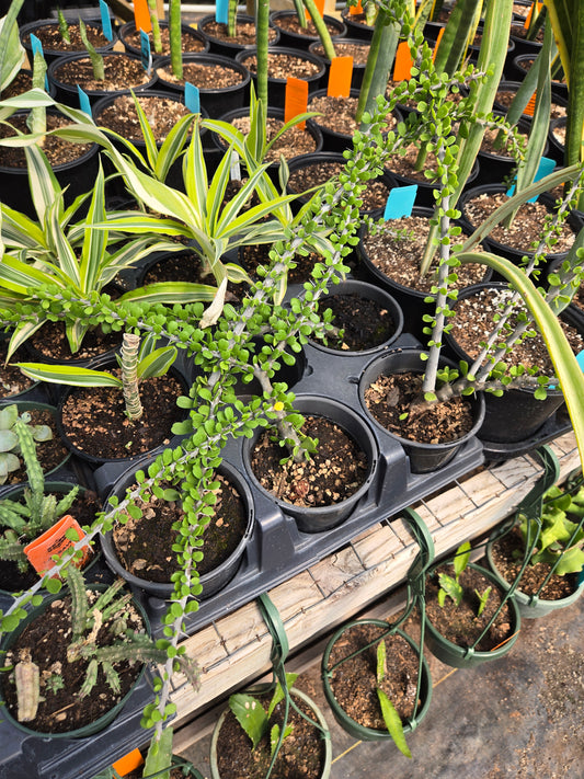 Alluaudia humbertii